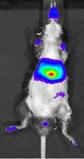 News: In-vivo-Imaging in der Apoptose-Forschung